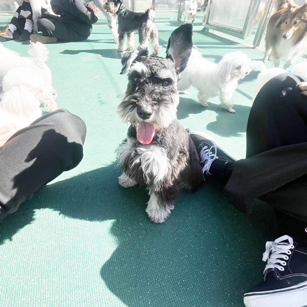 生徒が撮影したモデル犬の写真①